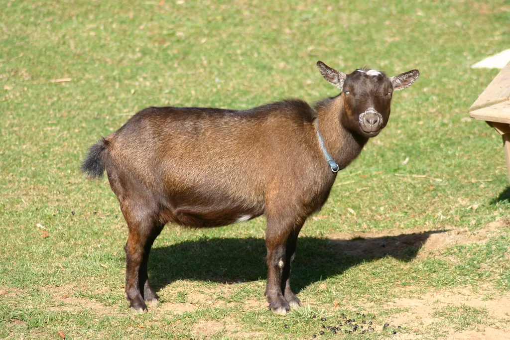 Brown Nigerian Dwarf doe standing on green grass showing the breed's slim dairy build