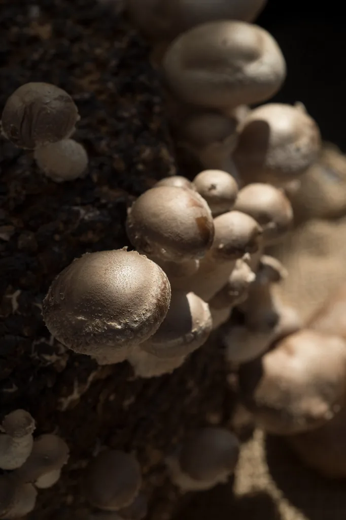 Button mushrooms growing in a bed of mushroom compost
