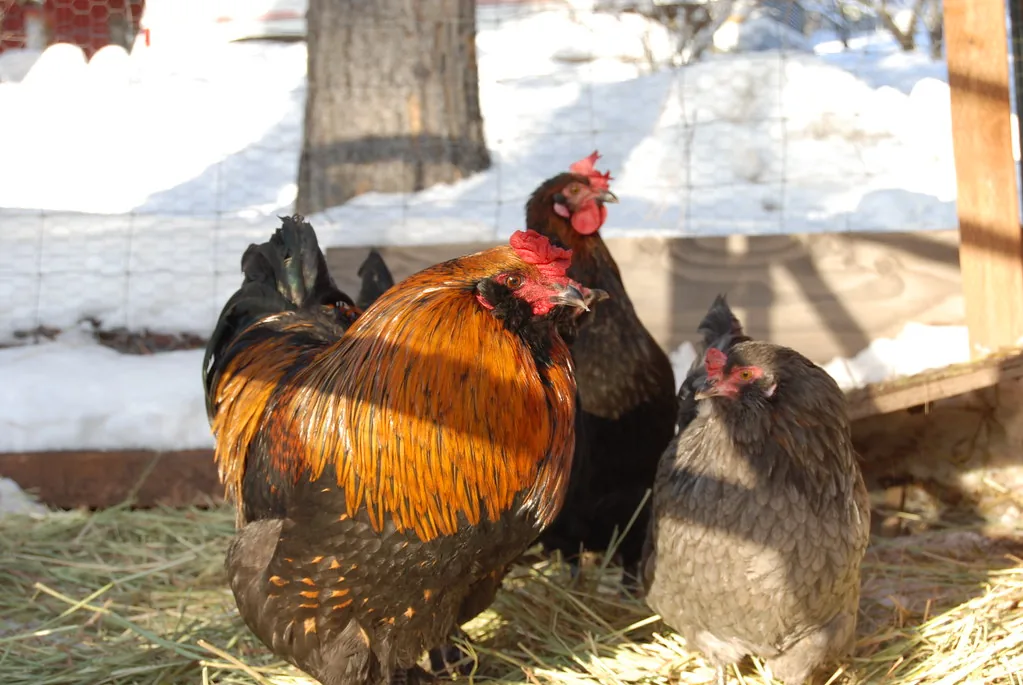 Rooster and hens standing on straw spread over a snowy chicken run