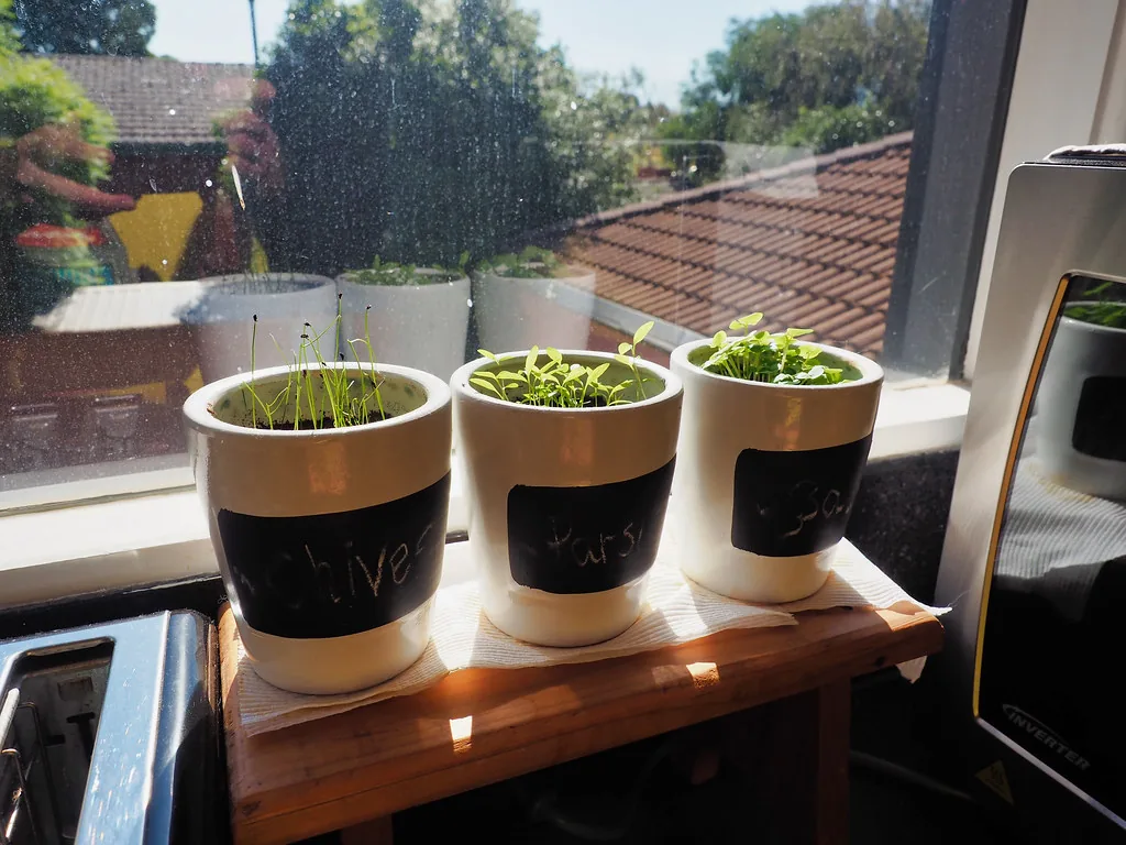 Three pots of chives, parsley and basil seedlings with chalkboard labels on a sunny kitchen windowsill