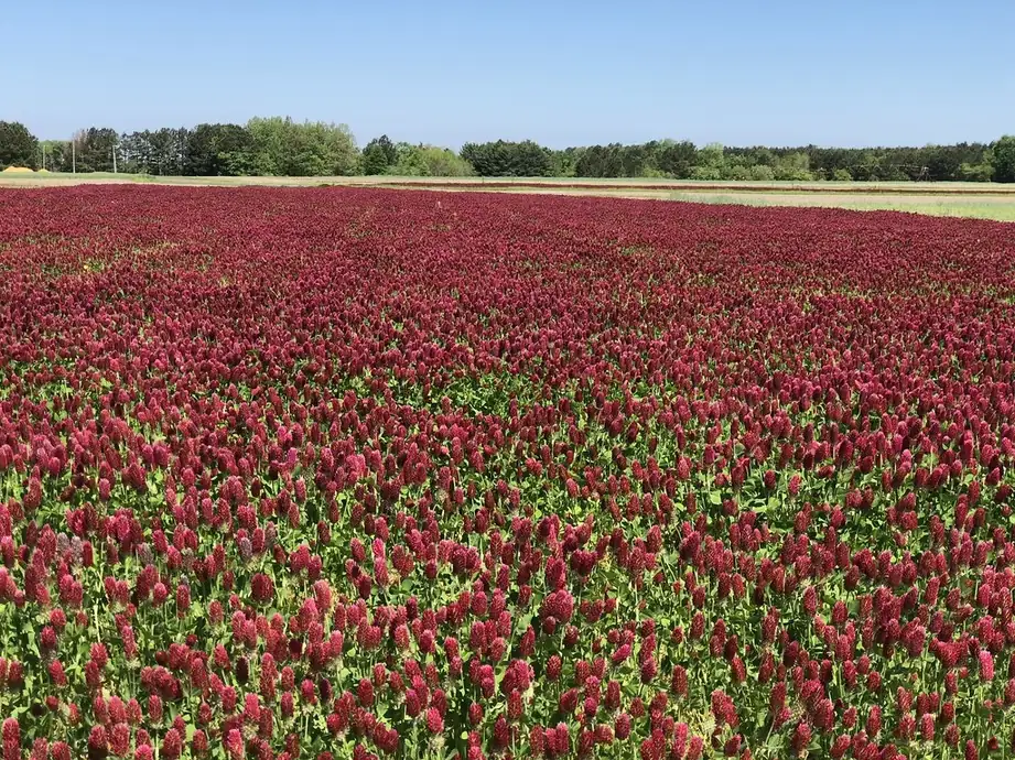 Field of crimson clover cover crop in bright red bloom