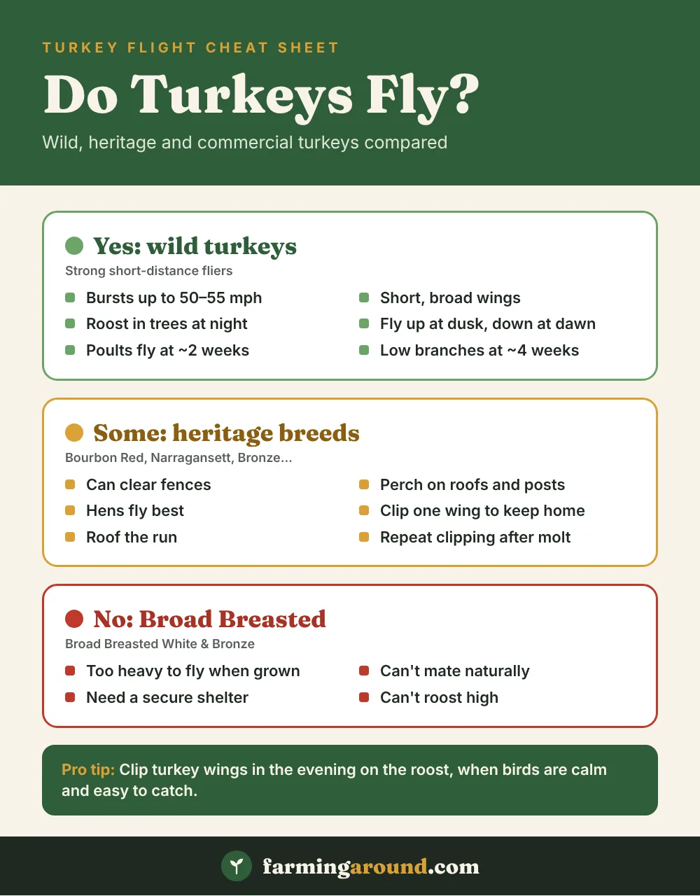 Do turkeys fly cheat sheet comparing wild, heritage and Broad Breasted turkeys