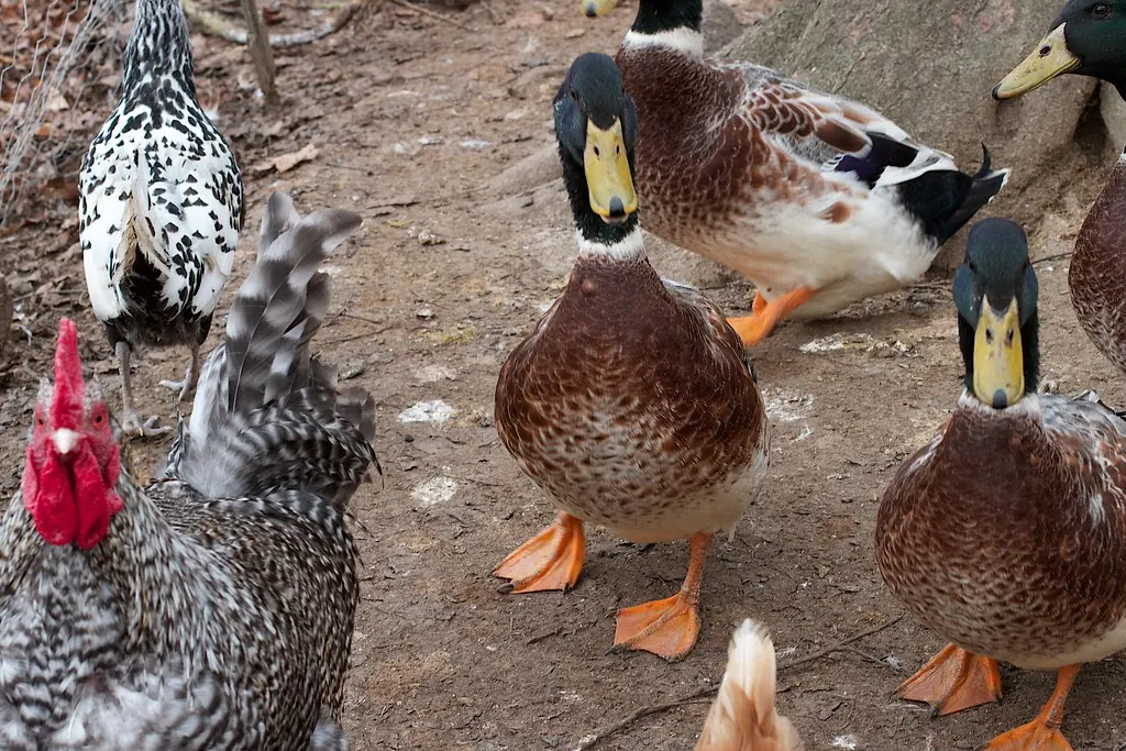 Mallard-type ducks and barred chickens sharing a dirt backyard yard