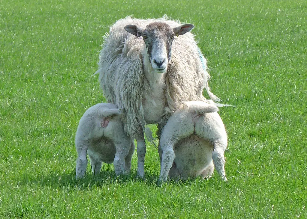 Ewe standing in a green field while her twin lambs nurse