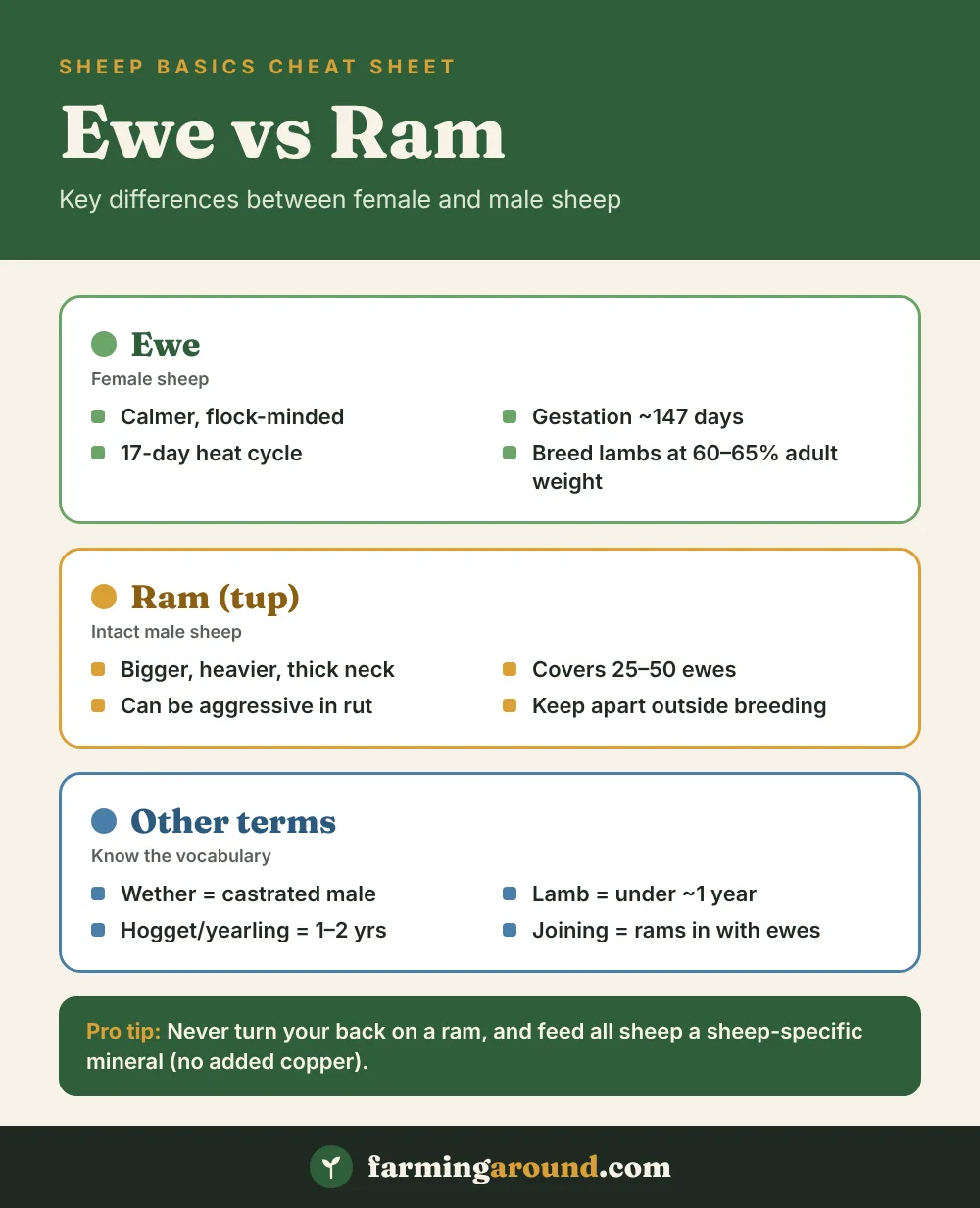 Ewe Vs Ram cheat sheet: key facts at a glance