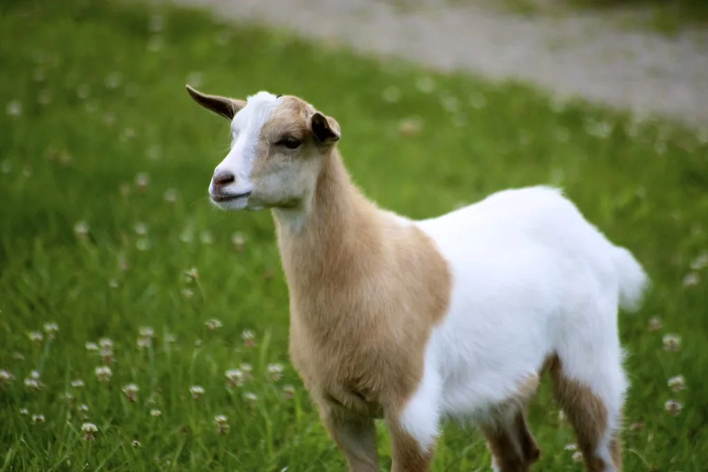 Young tan and white fainting goat standing alert in a green clover pasture