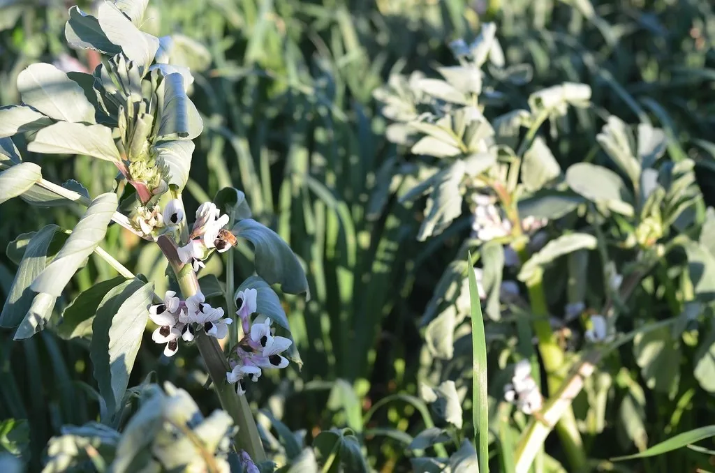 Fava bean cover crop flowering among cereal grasses