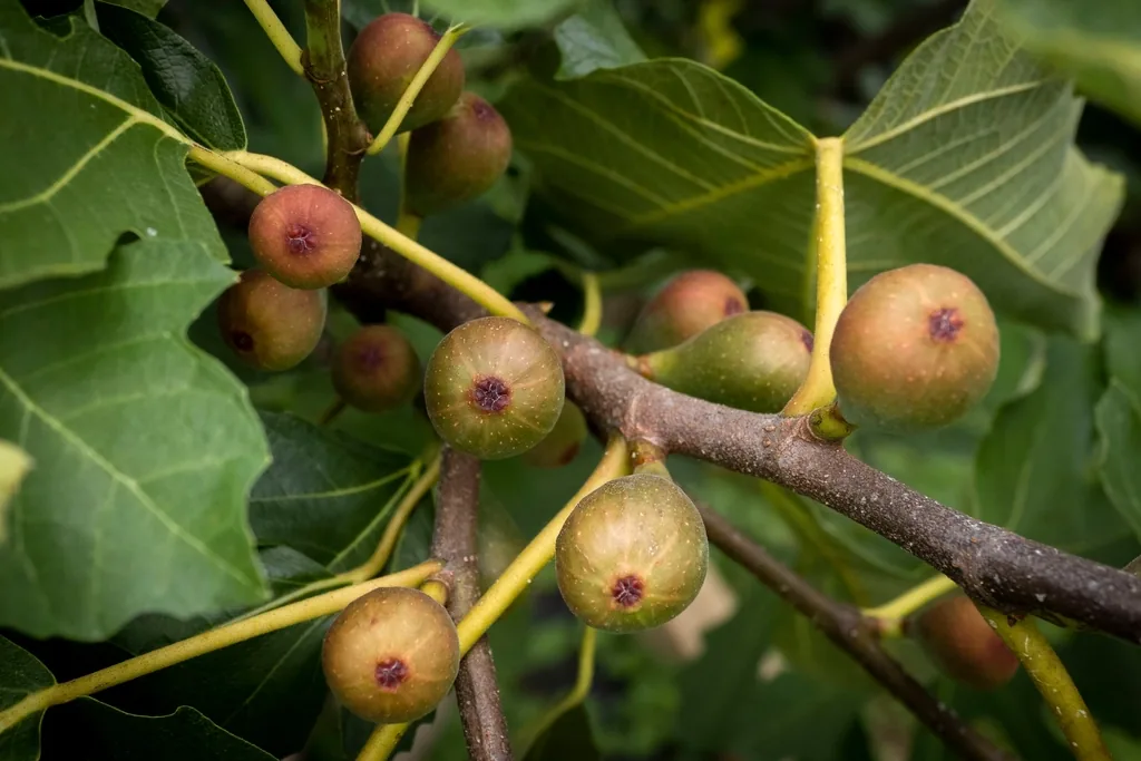 Clusters of figs ripening on a fig tree branch among large lobed leaves
