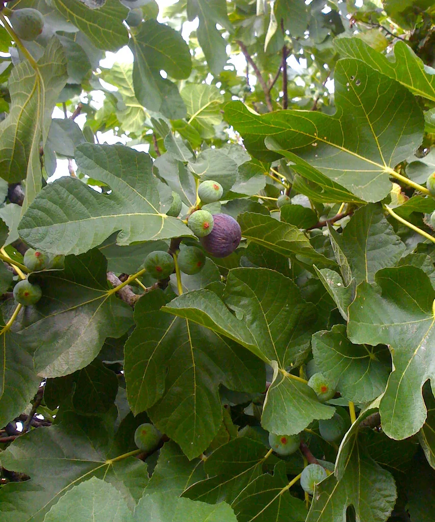 Fig tree branches with green and purple figs ripening among large leaves