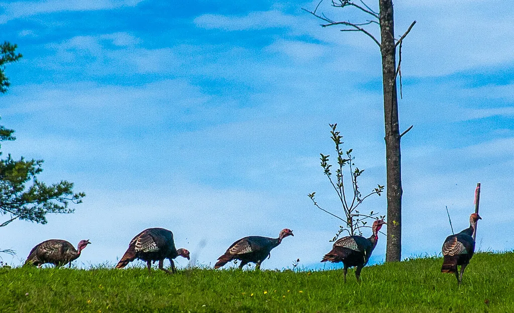 Five wild turkeys walking in a line across a green hilltop under a blue sky