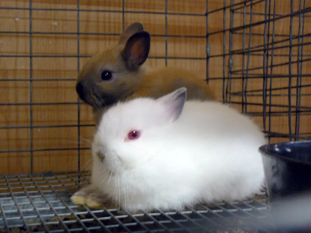 Fluffy white rabbit with a longer coat sitting in front of a short-coated brown rabbit