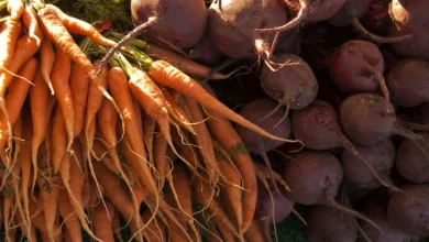 Bunches of freshly harvested carrots and beets ready for storage