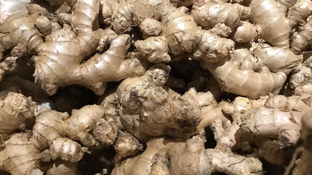 Pile of fresh mature ginger root rhizomes