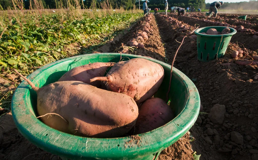Freshly dug sweet potatoes in a green harvest bucket at the end of a field row