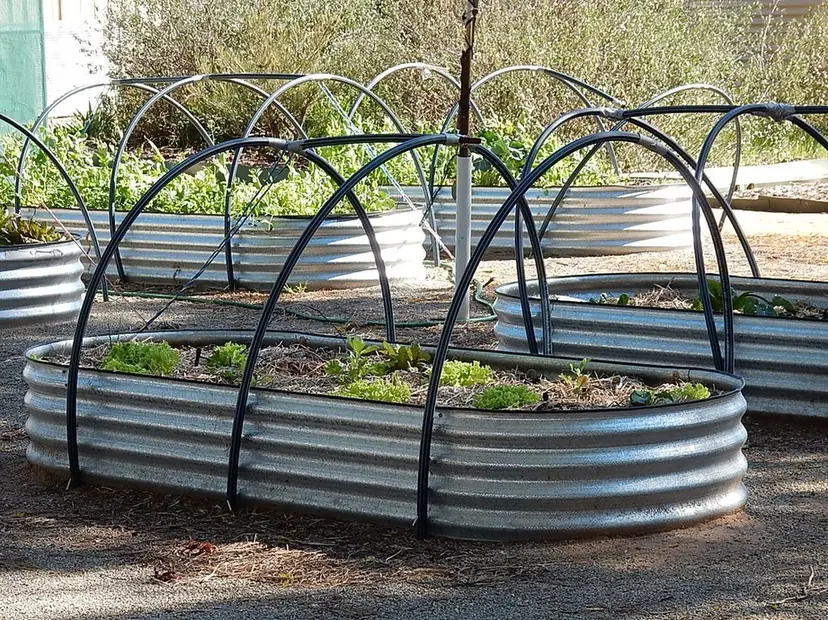 Oval galvanized metal raised beds with black hoops for row cover