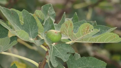 Green fig fruit forming among the lobed leaves of a fig tree