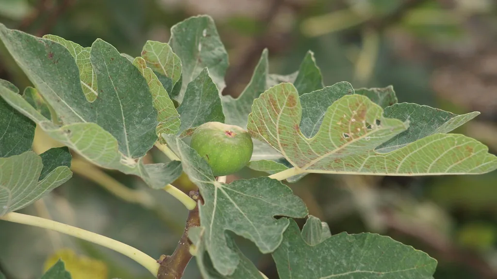 Green fig fruit forming among the lobed leaves of a fig tree