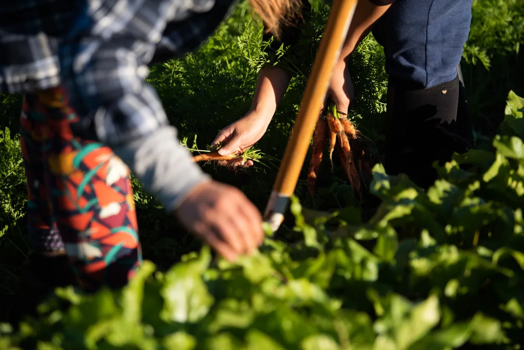 Gardener pulling fresh carrots from a vegetable bed with a hand fork