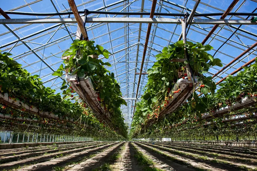 Hanging gutters of strawberry plants in a glass greenhouse