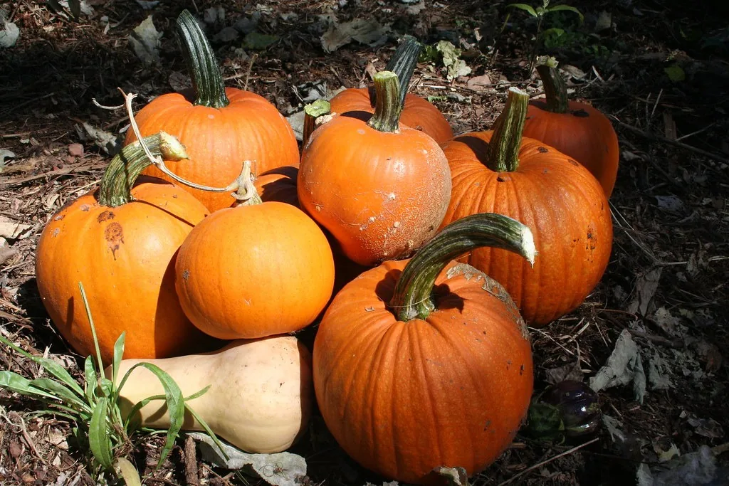 Freshly harvested orange pumpkins with long stems left attached