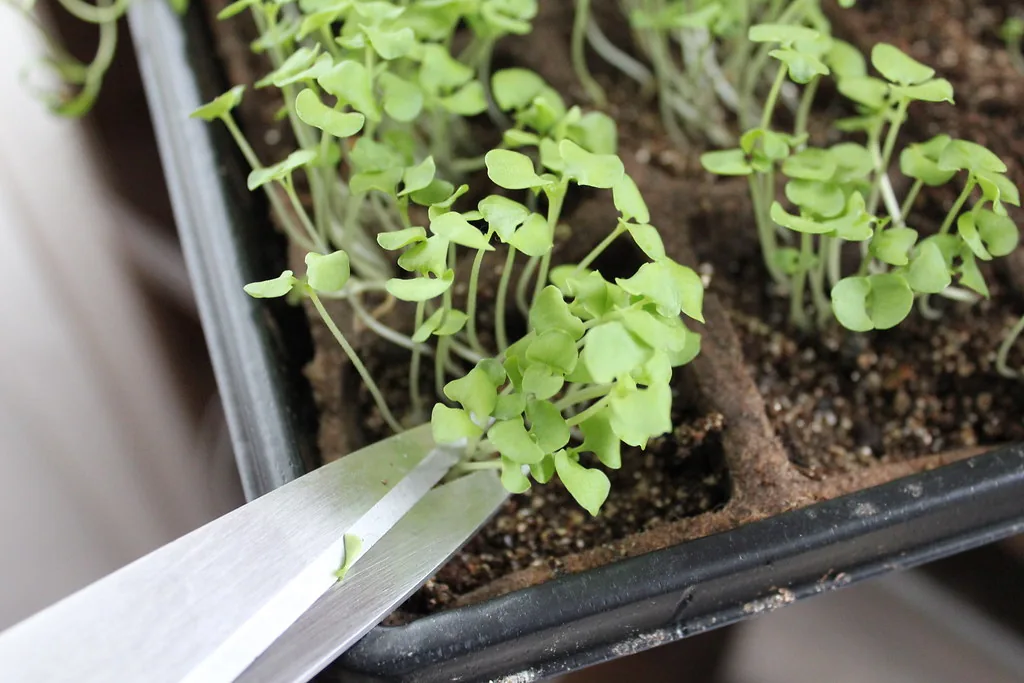 Cutting microgreens just above the growing mix with scissors