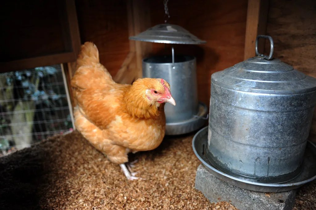 Buff hen standing on deep wood-shaving litter inside a coop next to a metal waterer and feeder