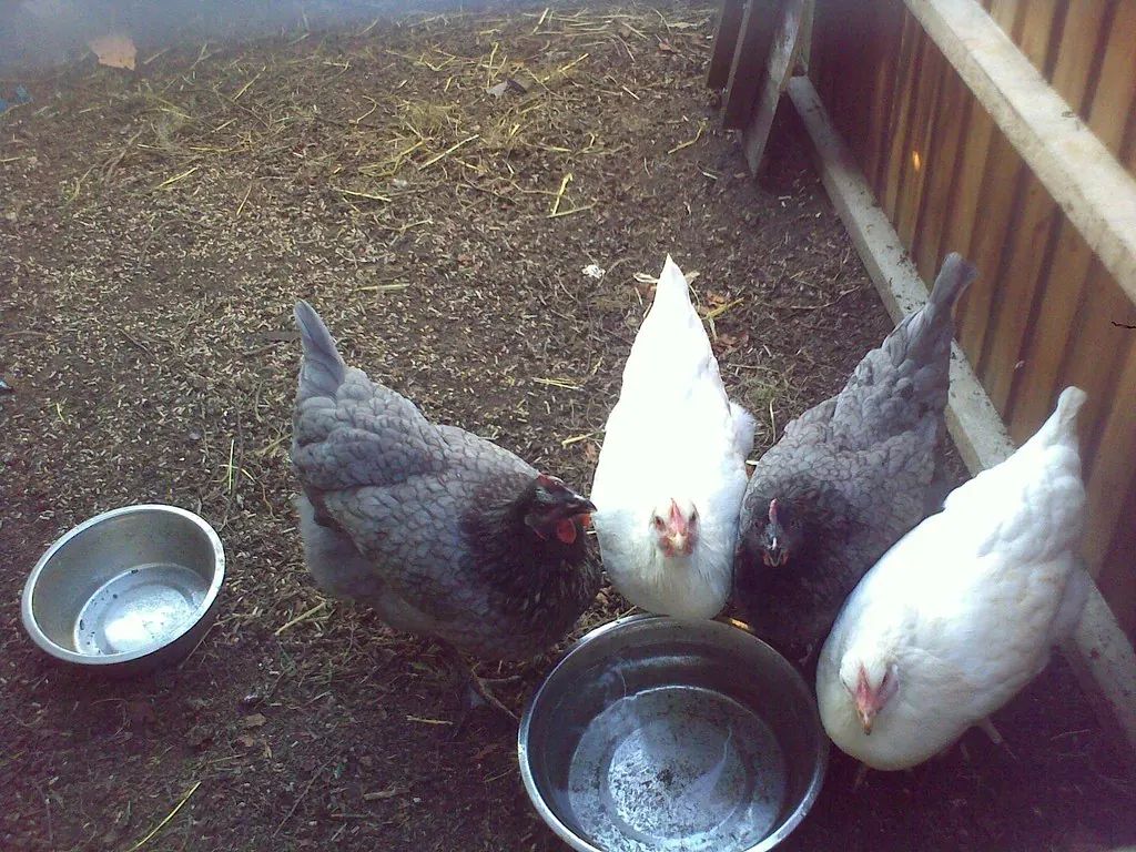 Four hens eating layer feed from metal bowls in a backyard chicken run