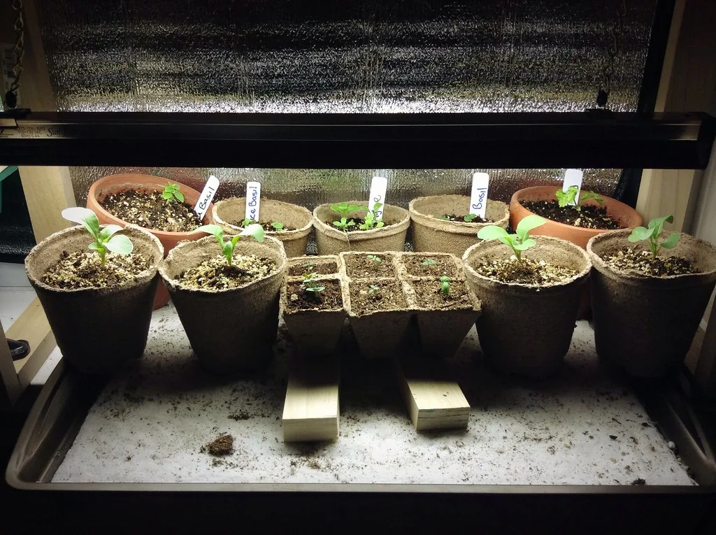 Basil and other herb seedlings in peat pots under a fluorescent grow light on a shelf