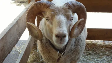 Horned ram with curled horns standing in a straw-bedded pen