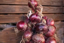 Braid of red onions hanging against a wooden wall