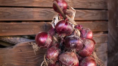 Braid of red onions hanging against a wooden wall