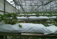 Hydroponic strawberry plants growing in white grow bags with drip lines in a greenhouse