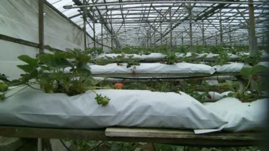 Hydroponic strawberry plants growing in white grow bags with drip lines in a greenhouse