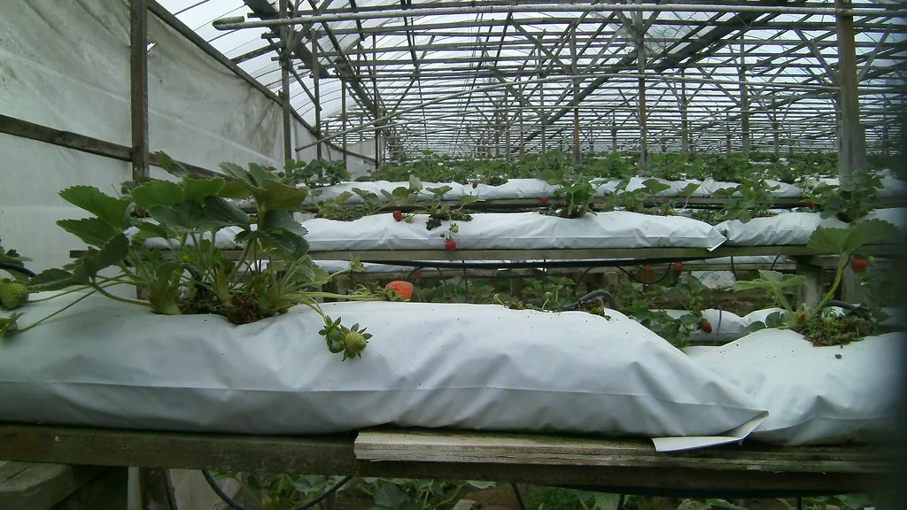 Hydroponic strawberry plants growing in white grow bags with drip lines in a greenhouse