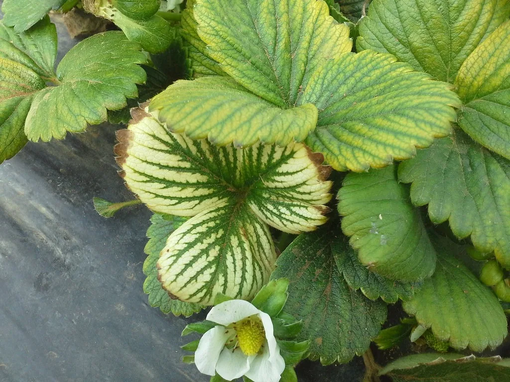 Strawberry leaves yellow between green veins, a sign of interveinal chlorosis