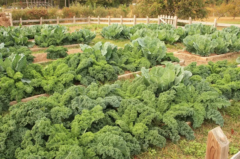 Raised garden beds full of curly kale and cabbage