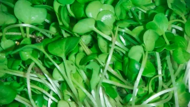 Dense tray of bright green microgreens ready to harvest