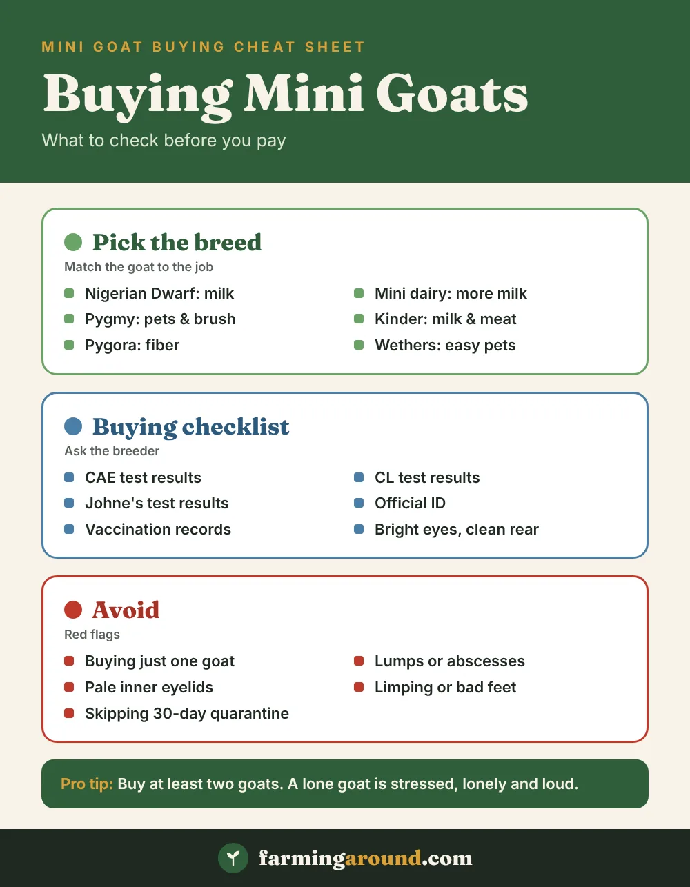 Mini goat buying cheat sheet with breeds, health test checklist and red flags