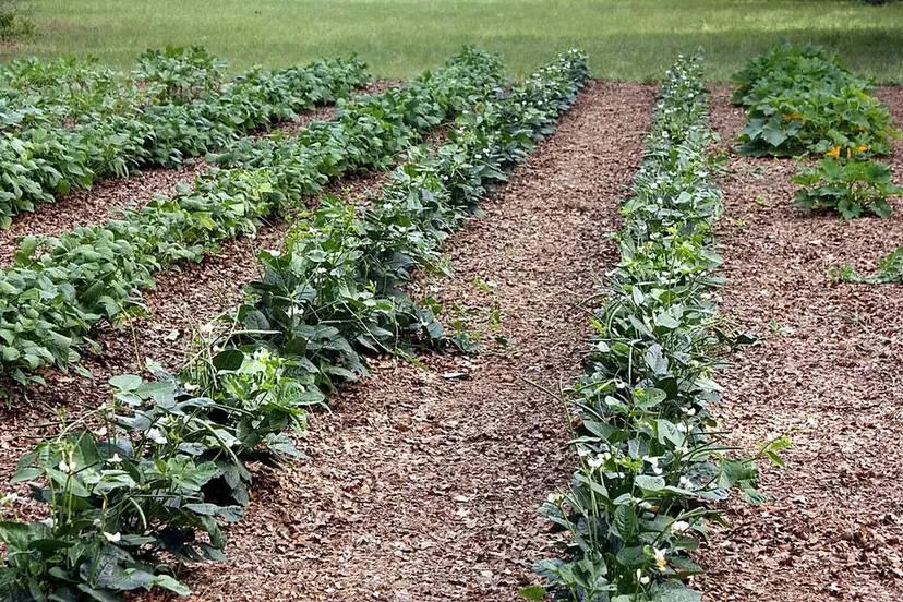 Rows of young vegetables with wood chip mulched paths