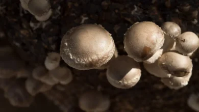 White button mushrooms growing in mushroom compost on a mushroom farm