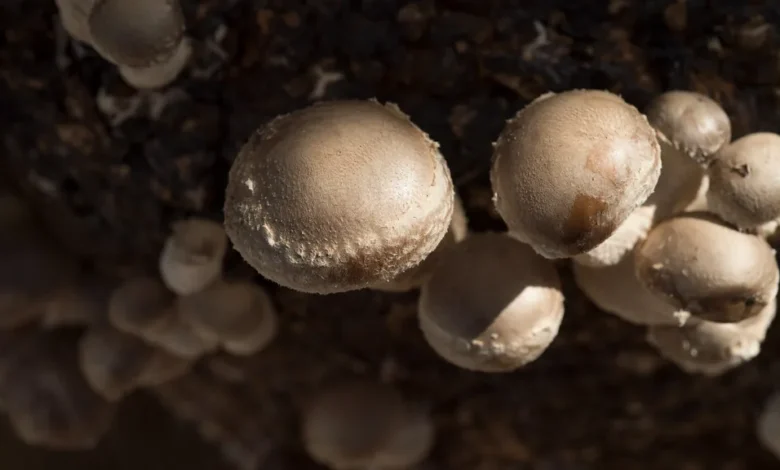 White button mushrooms growing in mushroom compost on a mushroom farm