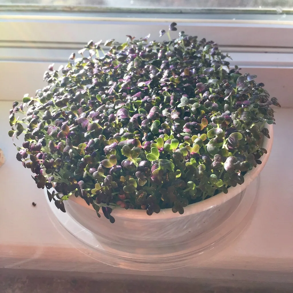 Purple mustard microgreens growing in a clear container on a sunny windowsill