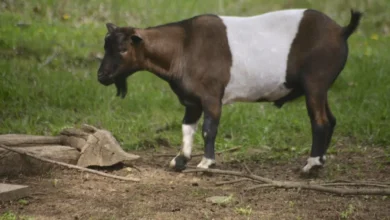 Brown and white belted Myotonic fainting goat standing on grass