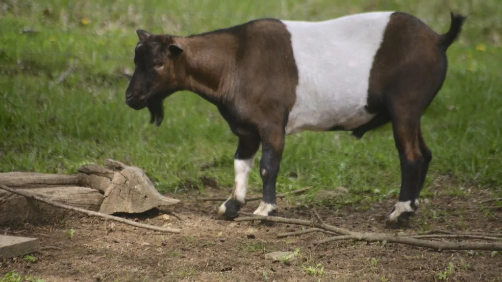 Brown and white belted Myotonic fainting goat standing on grass