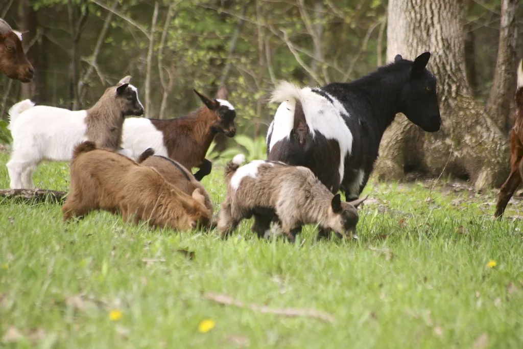 Small herd of Myotonic goats and kids of mixed colors grazing at the edge of woods