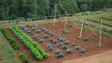 Vegetable garden with rows of cabbage and greens and pole bean teepees