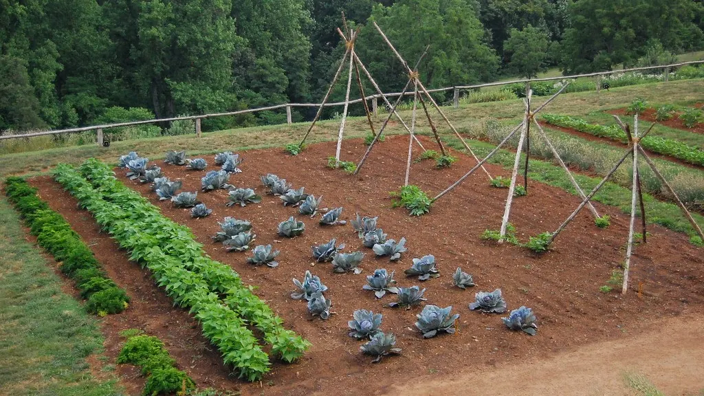 Vegetable garden with rows of cabbage and greens and pole bean teepees