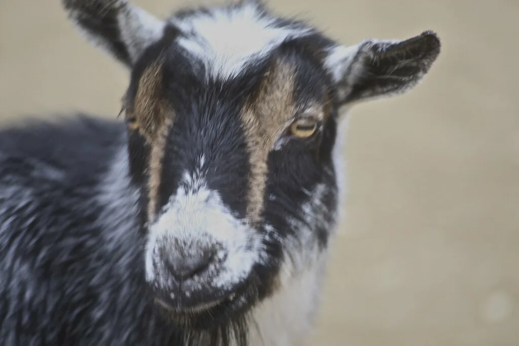 Close-up of a black, white and tan Nigerian Dwarf goat face with upright ears