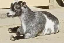 Gray and white Nigerian Dwarf goat resting on the ground