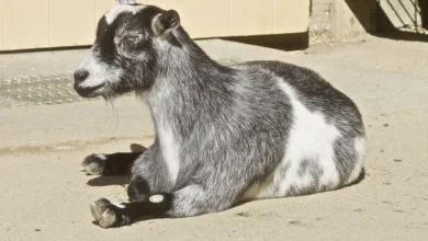 Gray and white Nigerian Dwarf goat resting on the ground